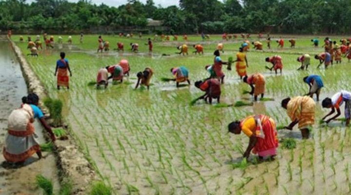 গ্রামীণ কৃষি অর্থনীতিতে জনসমবায়ের নারীরা অবদান রাখছে