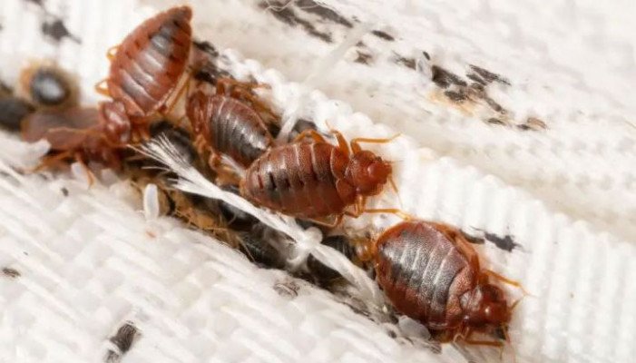 ছারপোকা আছে কিনা বুঝবেন কীভাবে, বাঁচার উপায় কী?