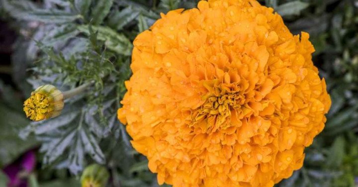 ত্বক উজ্জ্বল করতে গাঁদা ফুলের ব্যবহার