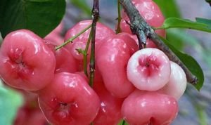 ডায়াবেটিস নিয়ন্ত্রণে কতটা উপকারী ওয়াটার অ্যাপল?