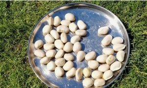 কাঁঠালের বিচি দীর্ঘদিন সংরক্ষণ করবেন যেভাবে
