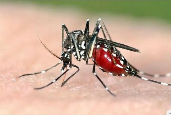 জ্বরের সঙ্গে শরীর ও গিঁটে ব্যথা