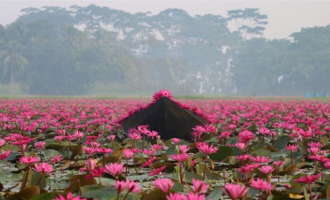 বরিশালের সাতলা যেন শাপলা ফুলের গ্রাম