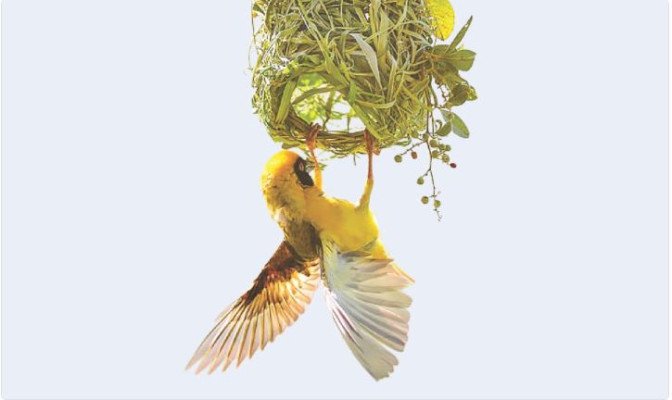 এই পাখিরা অন্য রকম