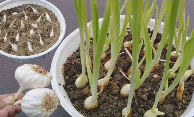 ব্যালকনির টবেই ফলবে রসুন, যত্ন নিতে হবে যেভাবে