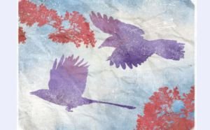 কৃষ্ণচূড়া, জোড়া দোয়েল