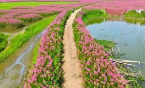 একদিনের ছুটিতে ঘুরে আসতে পারেন বড় হাওরের হুড়হুড়ে ফুলের রাজ্যে