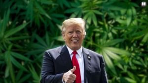 এবার বিলিয়ন ডলারের গাঁজা ব্যবসার ওপর নজর ট্রাম্পের