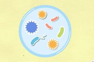 পশুর কামড় বা আঁচড়ে কখন টিকা নেবেন