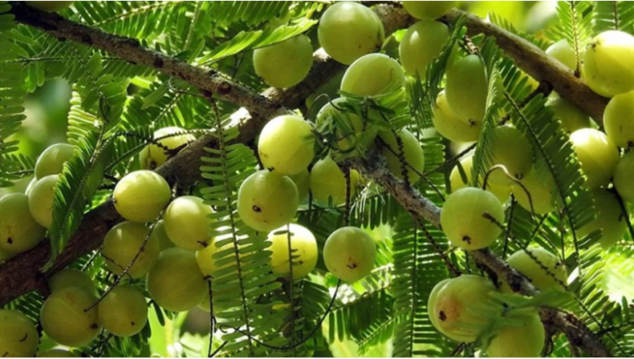 আমলকী কি সবার জন্যই উপকারী? বেশি খাওয়ার সম্ভাব্য ঝুঁকি